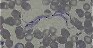Pin En Endoparasitology