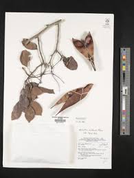 Image result for Millettia eetveldeana