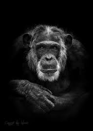 Check Out The Animal Portraiture In Black And White Photo Challenge Animals Black And White Monkey Photography Animals Beautiful