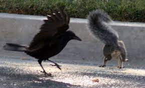 We did not find results for: Crow Vs Squirrel Crow Black Bird Squirrel