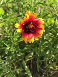 Image result for Vernonia amblyolepis