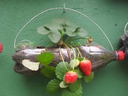 Maybe you would like to learn more about one of these? Cara Merawat Tanaman Strawberry Di Pot Berbagi Tanam