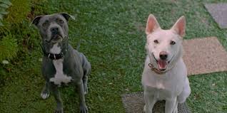 Početna/filmovi 2021/drame 2021/june & kopi (2021). Netflix S June And Kopi Review Two Good Boys Leisurebyte