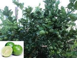 We did not find results for: Thai Citrus Thaiseeds Com