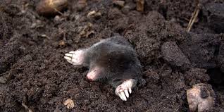 Ce vendeur de attrape taupe dont la société est pest expel ltd ayant pour activité principale ltd fait parti des petits vendeurs et mérite 16 sur 20 selon les acheteurs. Taupes Au Jardin Comment S En Debarasser Et Les Faire Fuire