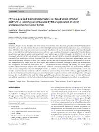 No.52 lianfeng lane, yangshuo 541900, china. Pdf Physiological And Biochemical Attributes Of Bread Wheat Triticum Aestivum L Seedlings Are Influenced By Foliar Application Of Silicon And Selenium Under Water Deficit