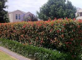 There's nothing like the tall, stately silhouette of a cypress tree. Fast Growing Screening Plants For More Privacy Jimsmowing Com Au