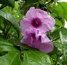 Image result for Ipomoea mauritiana