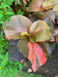 Image result for Acalypha welwitschiana