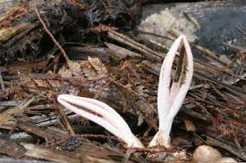 Image result for Pseudocolus schellenbergiae