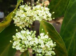 Image result for Psydrax parviflora