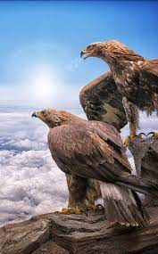 Golden Eagles Birds Clouds 950x1534 Wallpaper Eagle Wallpaper Animal Wallpaper Animals