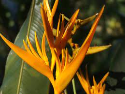 How To Grow False Bird Of Paradise Heliconia Care Guide Gardenisms