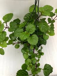 Image result for Plectranthus verticillatus