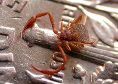 No place is safe no one is beyond their paralyzing sting. 9 True Spiders And Other Arachnids Ideas Arachnids Arthropods Arachnids Spiders