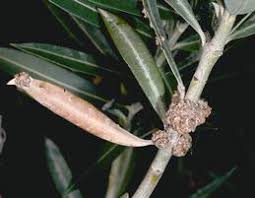 Image result for pseudomonas savastanoi pv nerii oleander symptoms