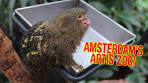 Touring Amsterdam's Artis Zoo! - Dāv Kaufman Vlogs - YouTube