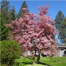 Maybe you would like to learn more about one of these? The Tree Guide