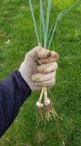 How To Control Wild Onions Wild Garlic And Onion Grass Growit Buildit Wild Onions Wild Garlic Grass