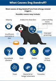 Dog Dandruff Causes Signs Treatments Canna Pet Dog Dandruff Dandruff Dogs