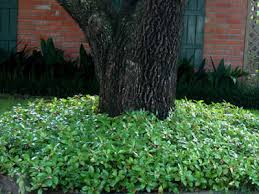 Image result for Ardisia