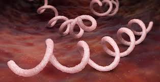 It can affect both men and women. Syphilis Symptoms Treatment Avert