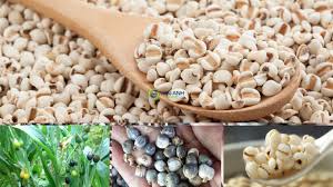 Image result for Coix