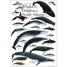 Poster Whales Dolphins Of The North Atlantic
