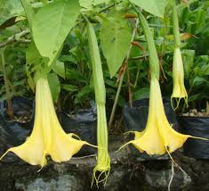 Image result for Aeollanthus suaveolens