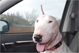 Houston > community events for sale gigs housing jobs resumes services > all activity partners artists childcare general groups local news and views lost & found missed connections musicians pets politics rants & raves rideshare volunteers pets > Bull Terrier Puppies For Sale Houston