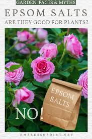 They also help plants produce more chlorophyll, so plants are bushier, greener and have improved blooms. Forget The Epsom Salts It S A Garden Myth