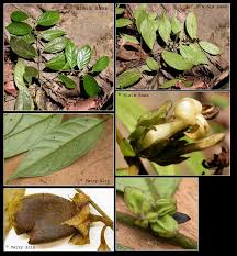 Image result for Diospyros abyssinica