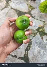 Image result for Digitaria abyssinica