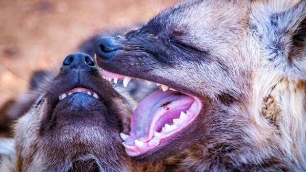 Hyenas