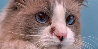 Banks, grocery store checkout lines, the post office, and public bathrooms. How To Treat Ringworms In Cats Cat Attitudes