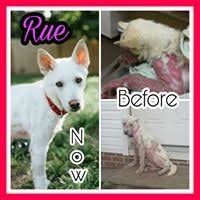 Adopt a pet from the aspca. Pets For Adoption At Love Mutts Rescue Inc In Raleigh Nc Petfinder