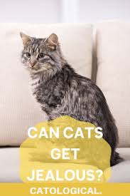 You have to get rid of your cat when you get pregnant because of the risk of toxoplasmosis. Can Cats Feel Jealous Of Cats Dogs Or Humans Signs And Behaviors In 2020 Cat Advice Cats Cat Facts
