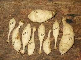 Many Growers Divide Dahlia Roots Differently This Is The Way We Do It At Our Farm And It Works Well For Us Dahlia Flower Garden Dahlias Garden Flower Farmer