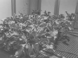 Image result for Hirpicium gracile