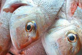 Fish And Mercury Contamination Lea Stening Health