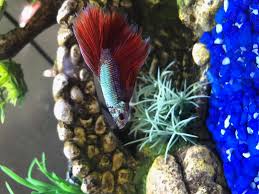 After A Month My Betta Died I Failed On So Many Levels And There Were So Many Things I Didn T Understand I Think I M Going To Take A Break Before I Buy