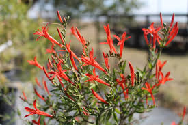 Image result for Acanthus