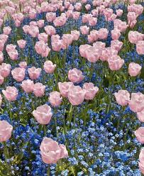 H A R A On Instagram Everything You Ve Ever Done Every Person You Ve Ever Met Every Experience You Ve Ever Had Is In 2020 Flower Aesthetic Flowers Flowers Nature