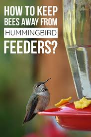 Pin On Hummingbirds