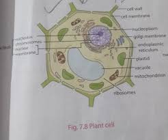 Aug 09, 2021 · difference between animal cell and plant cell in hindi. Plant Cell And Animal Cell Diagram In Hindi Malaydede