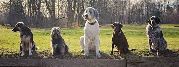 Der park ist weitestgehend barrierefrei, toiletten sind vorhanden. Aktiv Mit Hund In Munchen Gassi Gehen Mal Anders