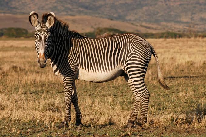 Grevy's Zebra - Tusk