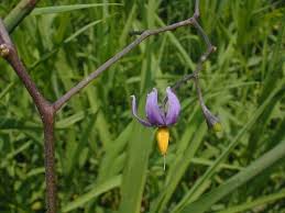 This plant is toxic to people, pets, and livestock. Bittersweet Nightshade Solanum Dulcamara