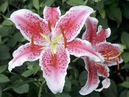 Lilies in the true lily and daylily families are very dangerous for cats. Most Toxic Plants For Cats Lilies And More