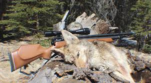 Hunting With Airguns The Blog Of The 1800gunsandammo Store